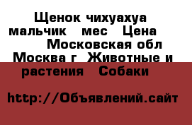 Щенок чихуахуа, мальчик 2 мес › Цена ­ 15 000 - Московская обл., Москва г. Животные и растения » Собаки   